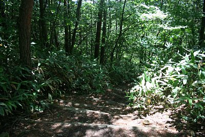 通路は遊歩道となっているのですが