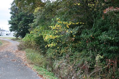 日方江城の周りを囲む土塁と空堀跡