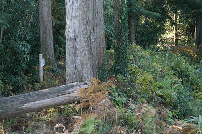 見張り台側から見た土塁