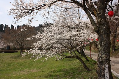 城山公園にも春が来ました