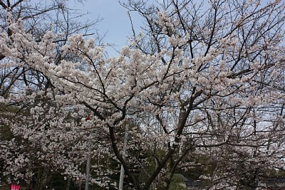 いよいよ満開に