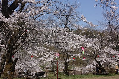 桜が満開に