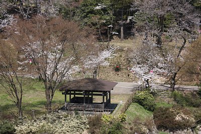 休憩所と桜