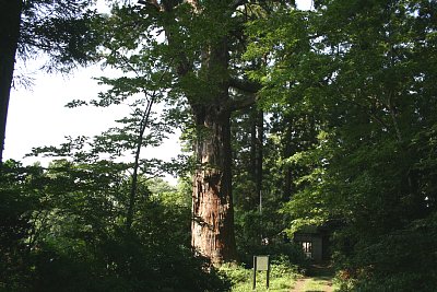 二の丸跡の大手口にある巨木「松島大杉」