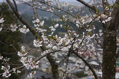 城ヶ山城にも春が来ました