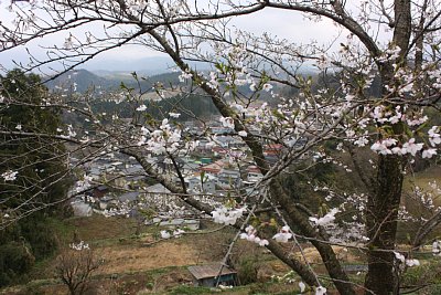 山頂には桜が咲いていました