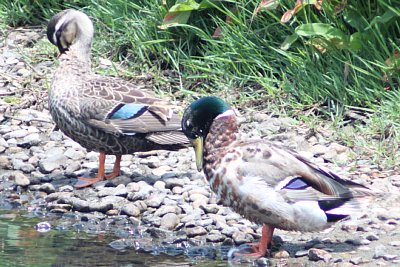 マガモの夫婦・・・らしい