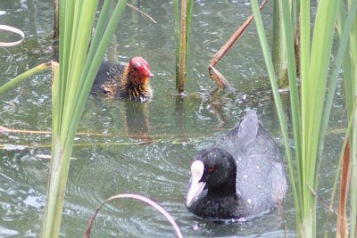 オオバンとそのヒナ