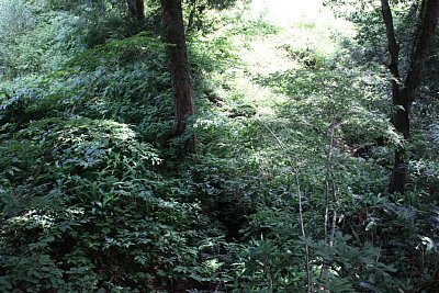 主郭の東側には削平地があります