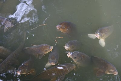 兼六園瓢池の鯉