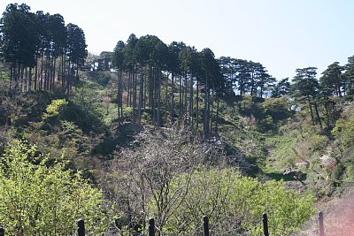 春日山城東側の全景
