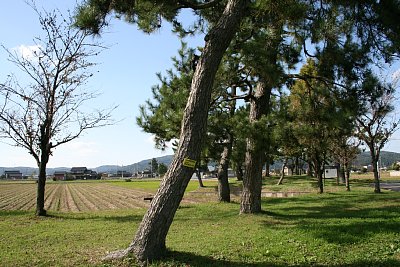 福岡町指定保存樹木となっている松林