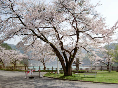 ダムサイトは桜が咲き乱れていました