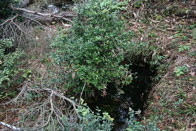 二の丸の井戸には水があります