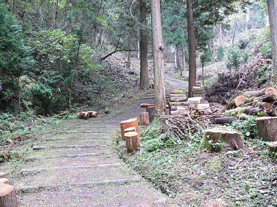 ウラナギ道を登ります