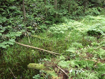 馬洗池は現在でも水があります