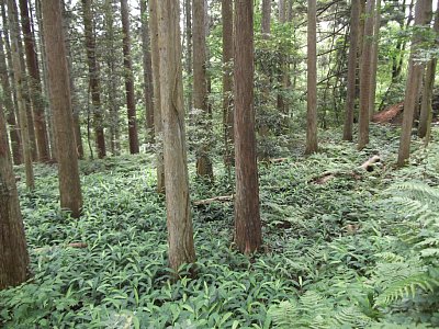 安室屋敷跡の削平地はかなりの広さです