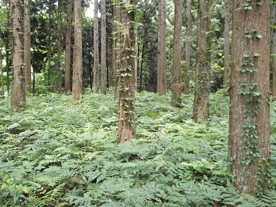 K郭の広さはそこそこですが、ブッシュがひどくて・・・
