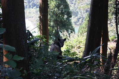 一の丸下の土塁になんとニホンカモシカが！