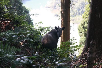 ニホンカモシカは特別天然記念物です