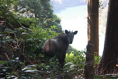 ニホンカモシカは人間に対して好奇心を持っています