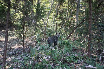 このあたりはニホンカモシカの生息地となっているようです