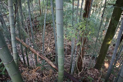 増山城ウラナギ口堀切東側を上から