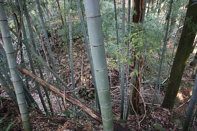 増山城ウラナギ口堀切東側を上から