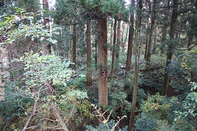 安室屋敷跡の北側の土塁