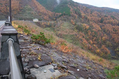堤体下流側には草が生えていました