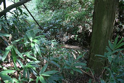 この水は雨水が貯まったものなのでしょうか