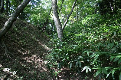 堀切は土塁のそばを走っています