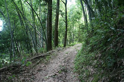 本丸方面へは上りの山道が続きます