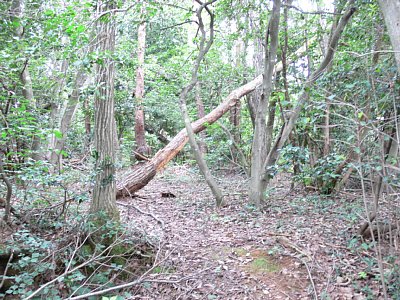 長沢東城G郭