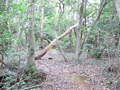 長沢東城Ｇ郭