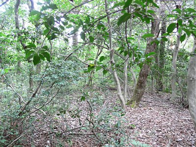 長沢東城G郭