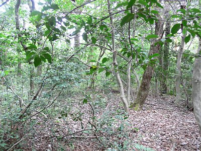 長沢東城Ｇ郭