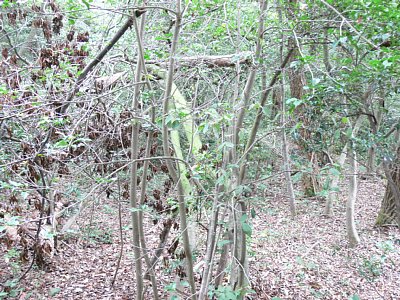 長沢東城E郭