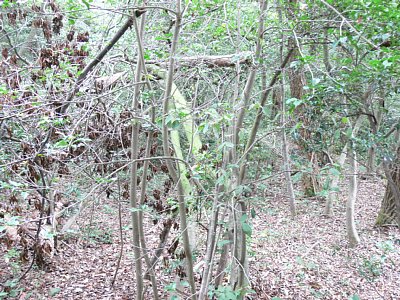 長沢東城Ｅ郭