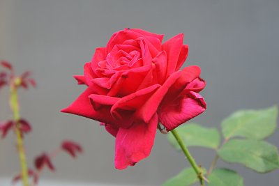 o
