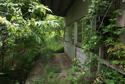 ホームはジャングルと化していました。