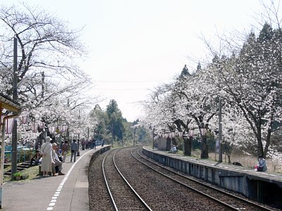 駅一面が桜満開になっている