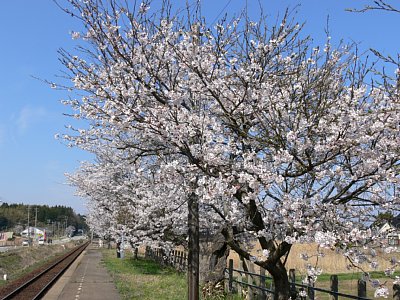 笠師保駅ホームに咲く桜