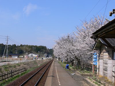 桜満開です