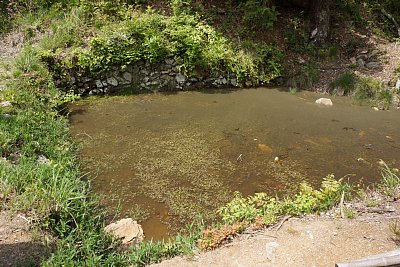 馬洗池には今も十分に水がありました