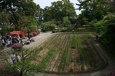 東堀花菖蒲園