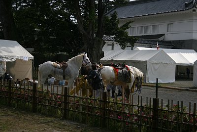 馬までいます