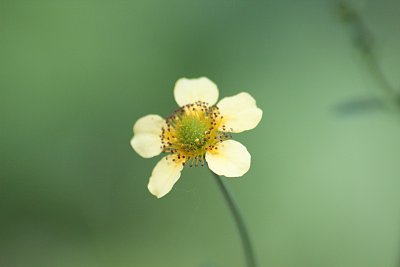 花マクロ