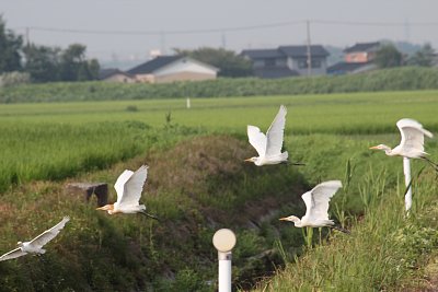 野鳥の群れ