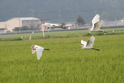 野鳥の群れ